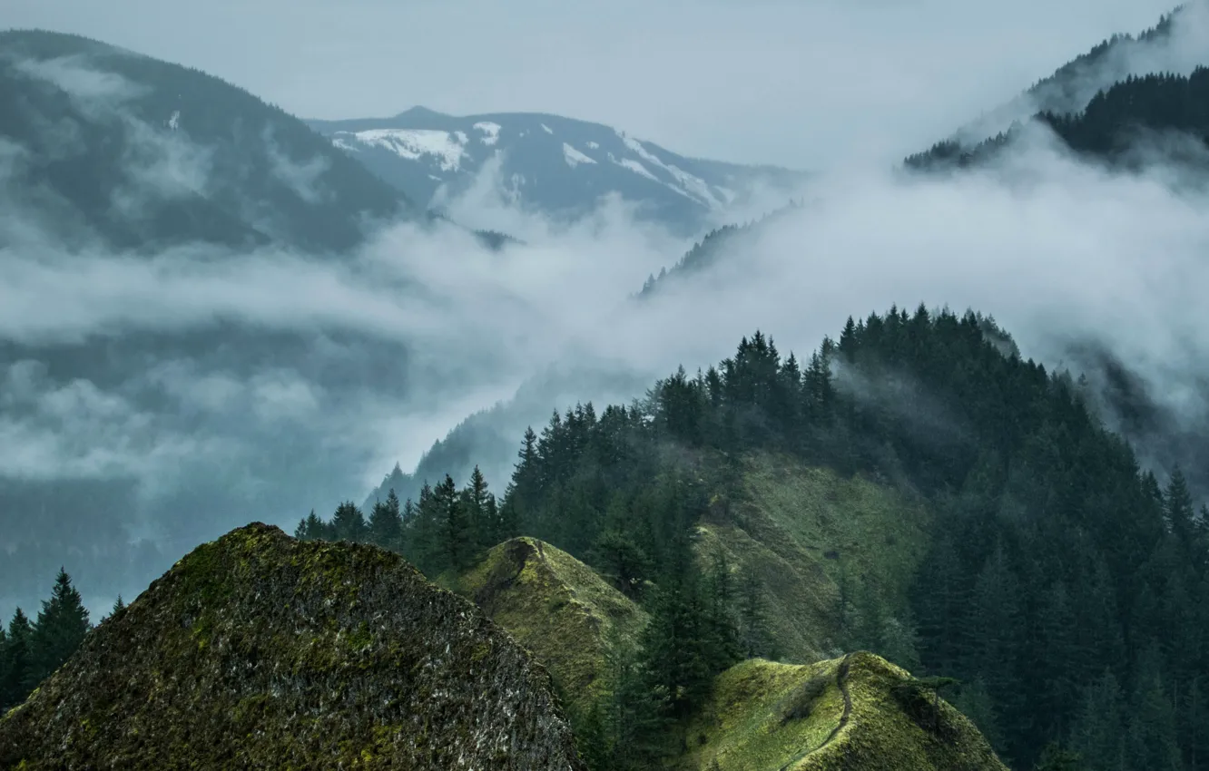 Фото обои лес, небо, деревья, горы, природа, туман