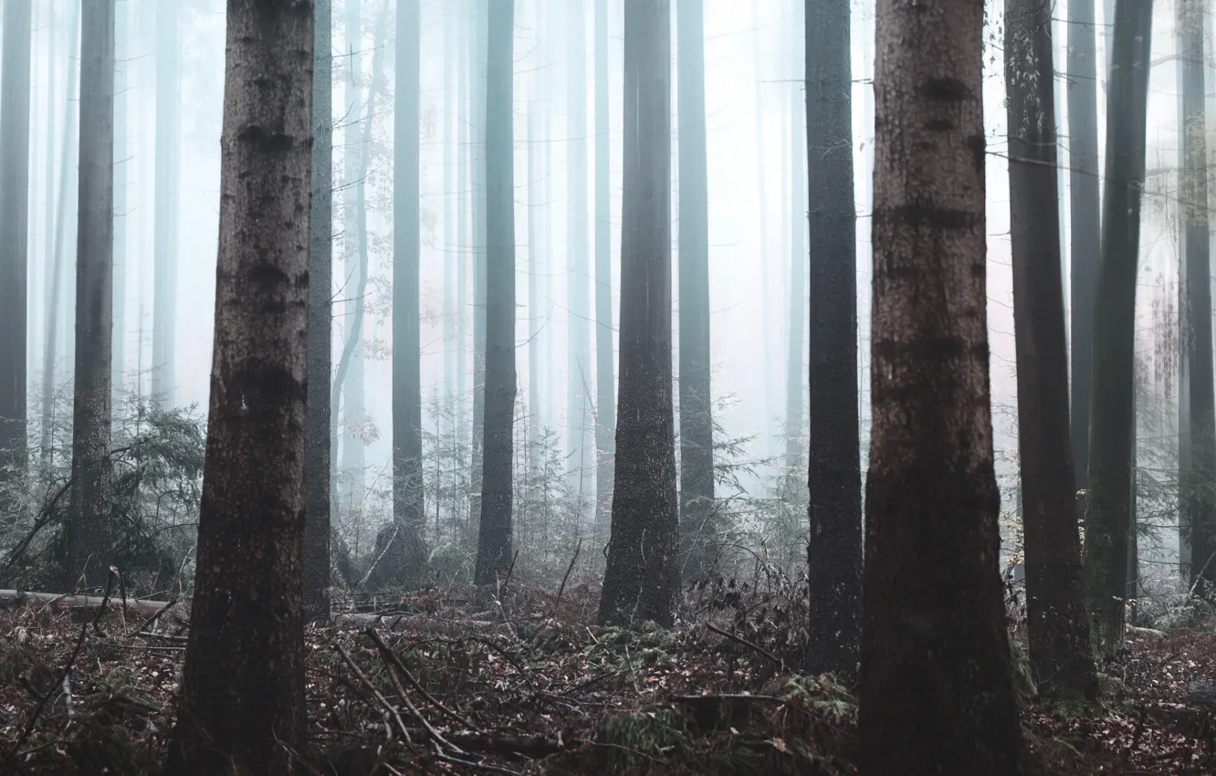 Фото обои лес, деревья, природа, туман, растительность
