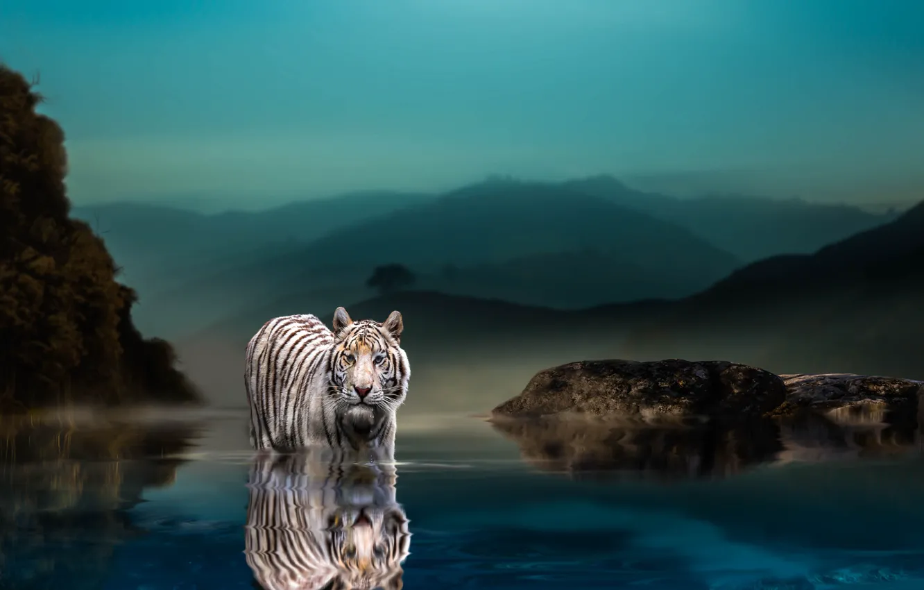 Фото обои природа, тигр, камни, животное, хищник, вечер, водоём, Thai Phung