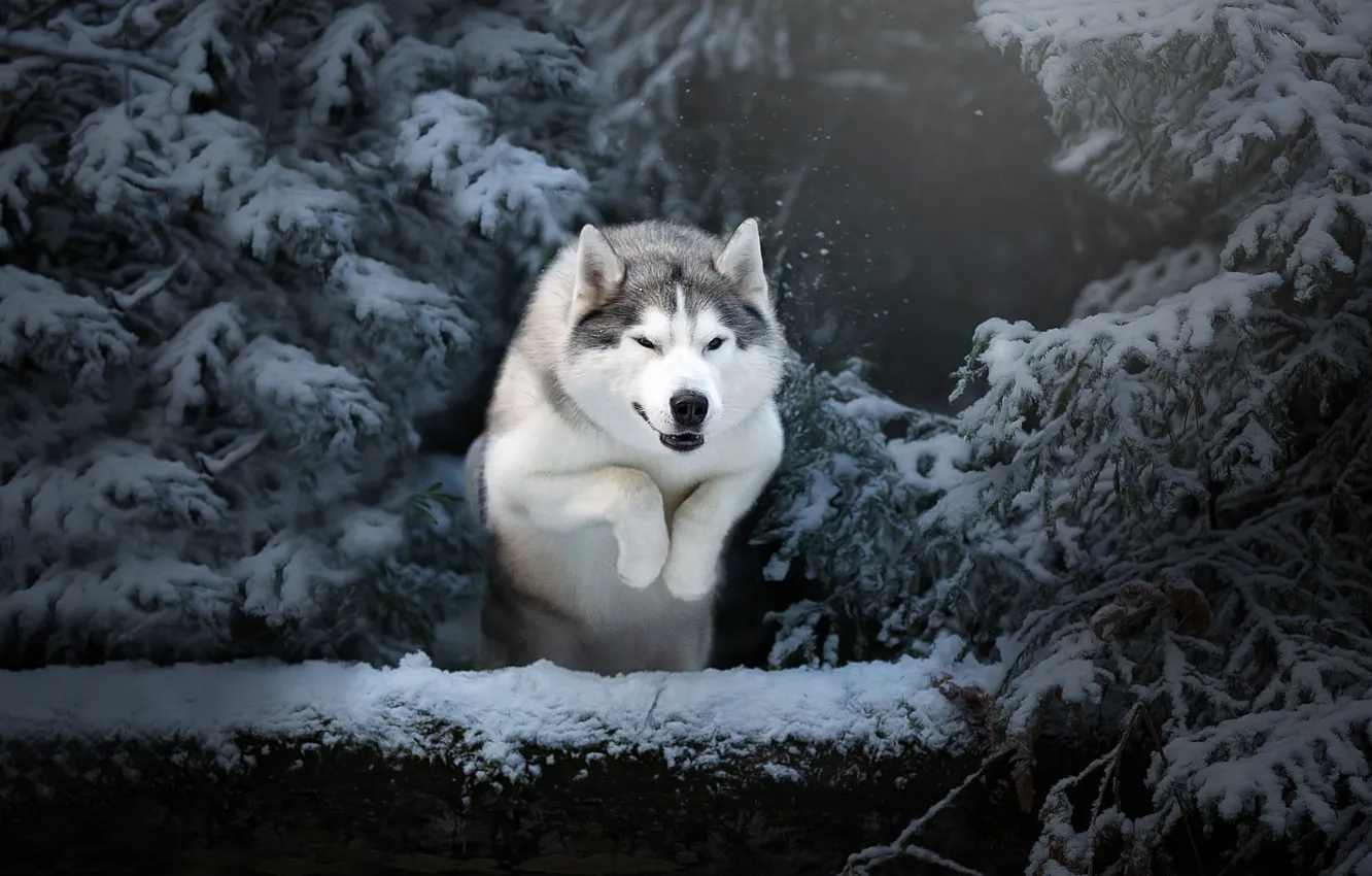 Фото обои зима, снег, деревья, природа, животное, прыжок, собака, ели