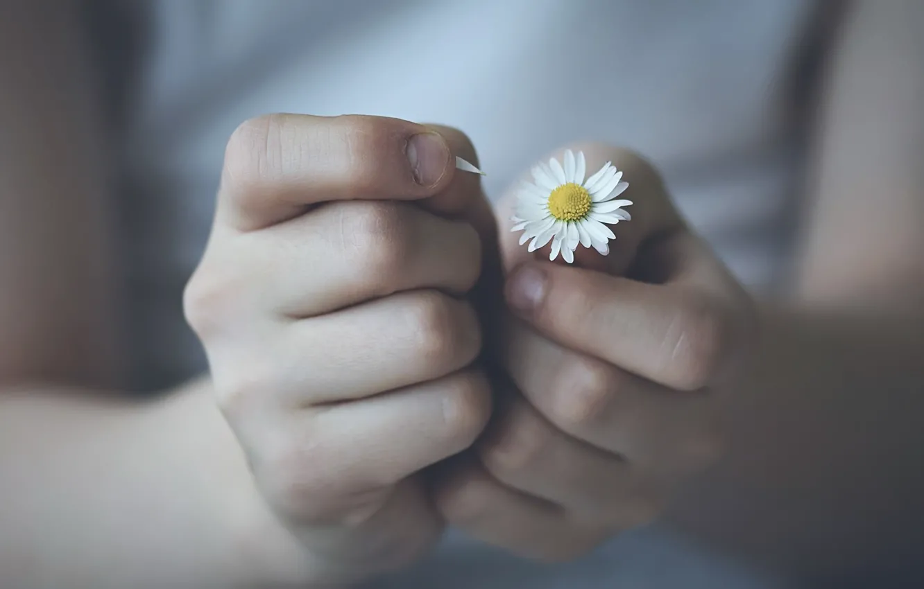 Фото обои цветок, руки, ромашка