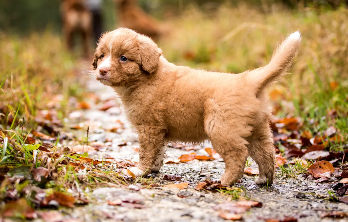Фото обои осень, листья, природа, собака, малыш, рыжий, щенок, тропинка