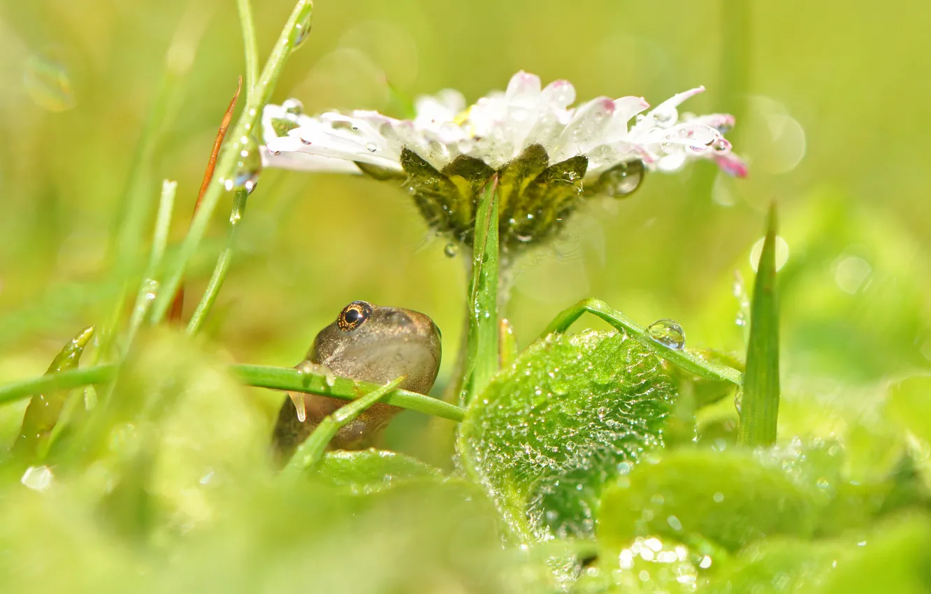 Фото обои цветок, трава, капли, блики, лягушка
