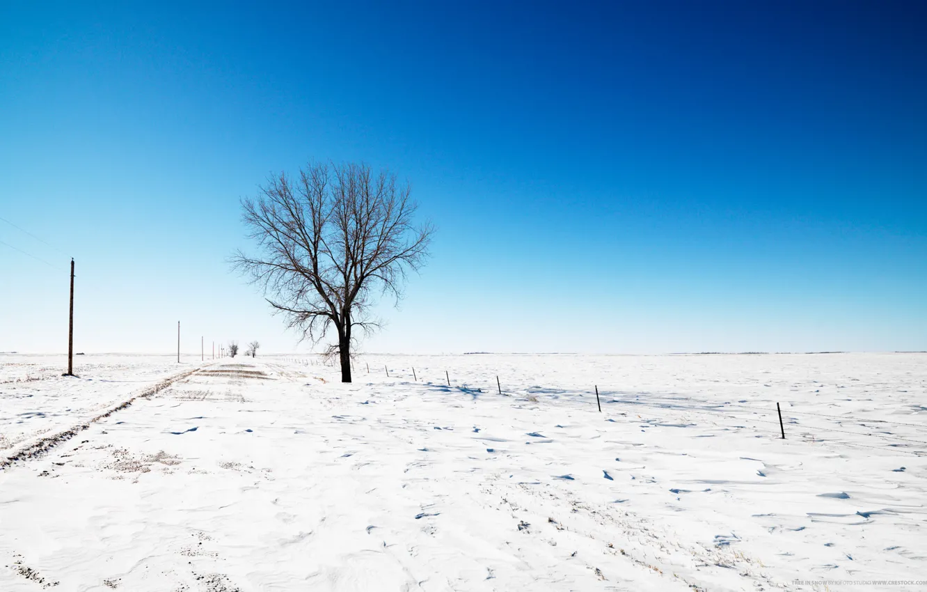 Фото обои дорога, небо, снег, дерево, Зима