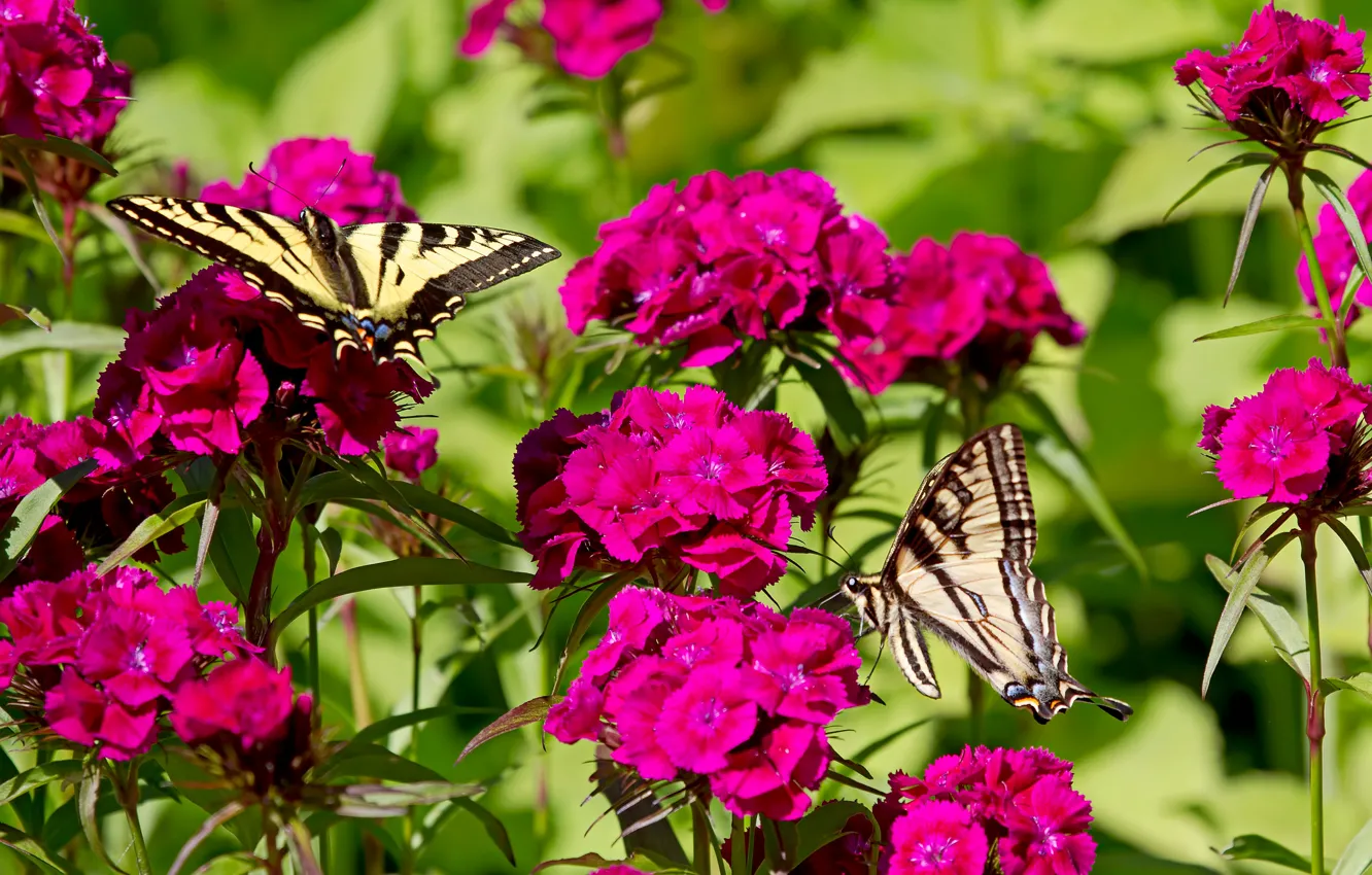 Фото обои бабочки, цветы, гвоздики