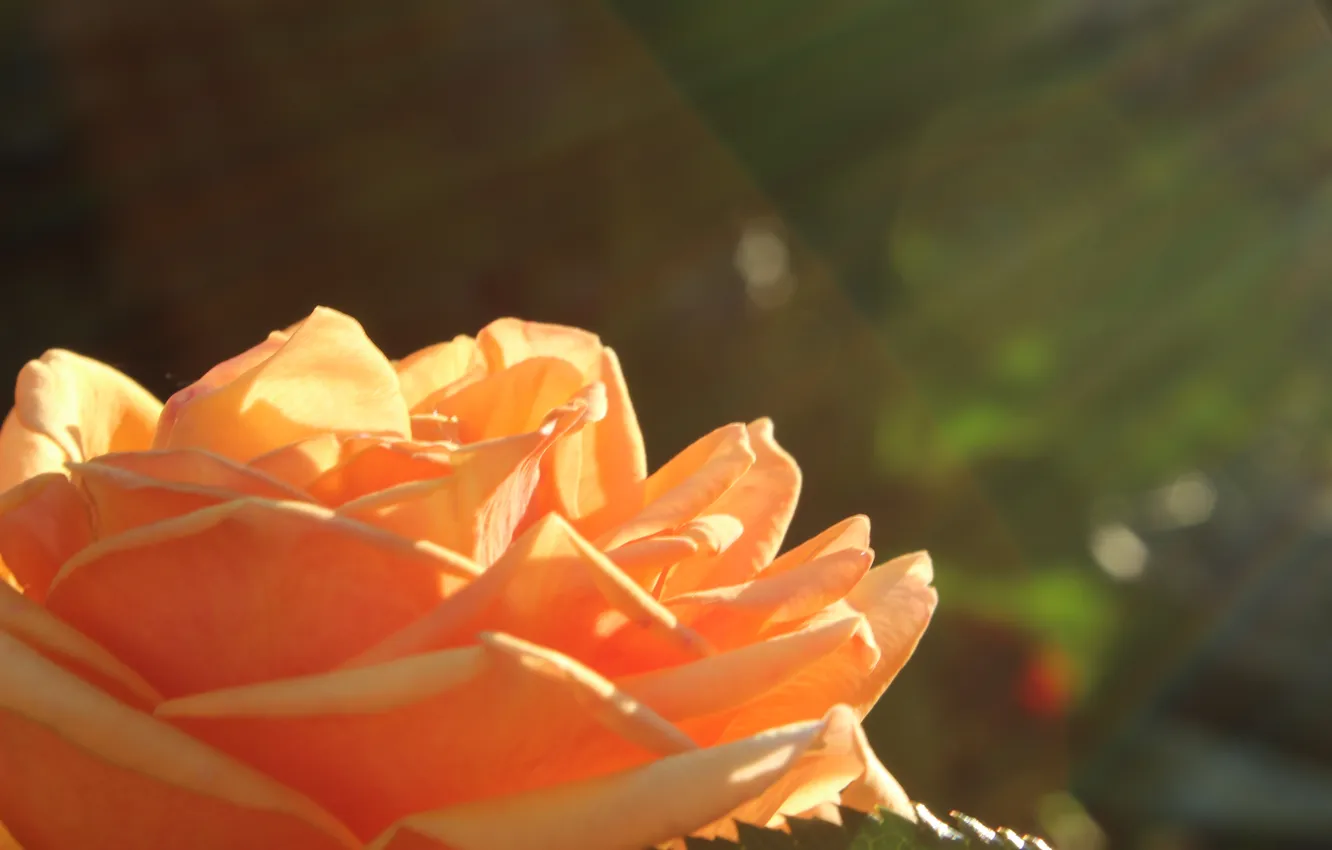 Фото обои цветок, роза, лепестки, солнечные лучи