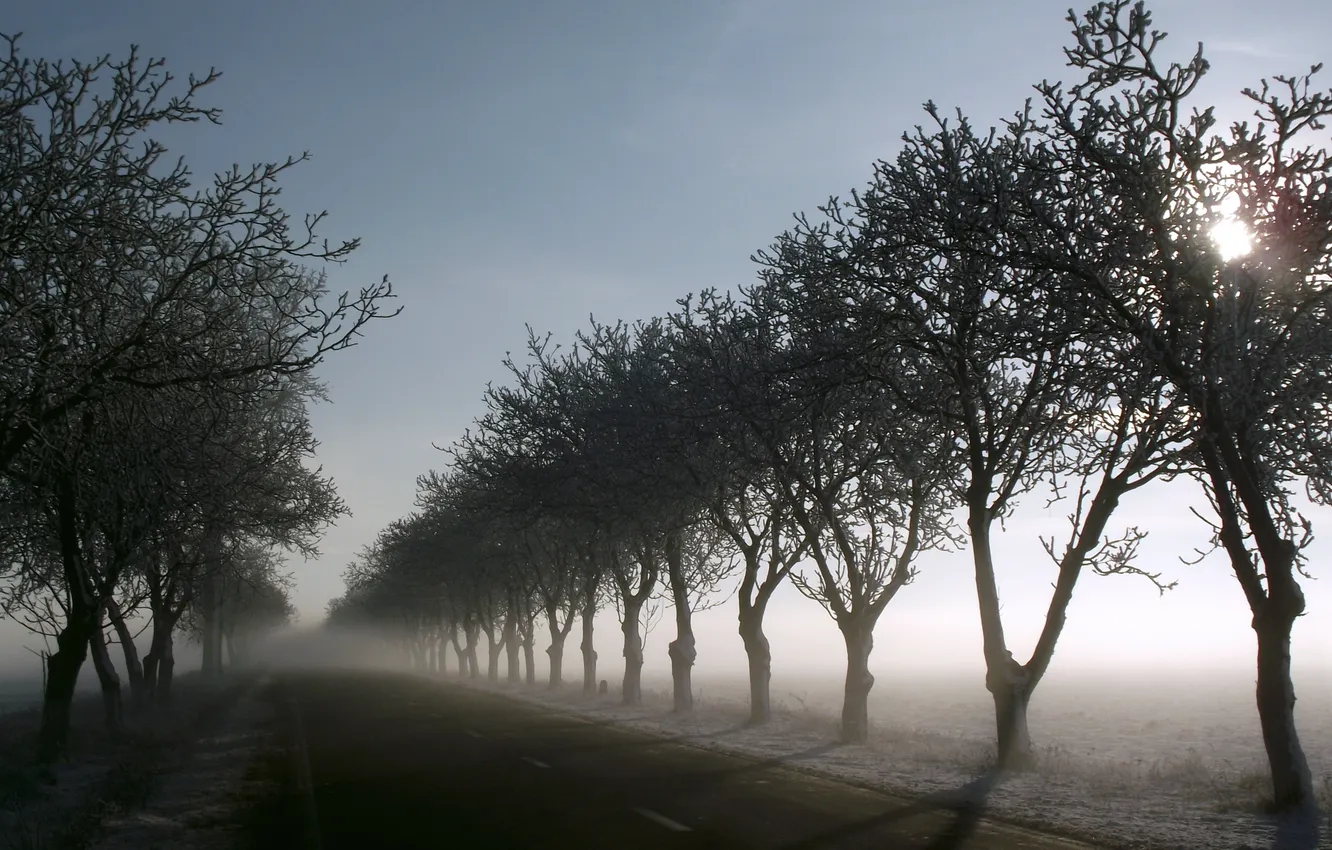 Фото обои дорога, деревья, туман, утро