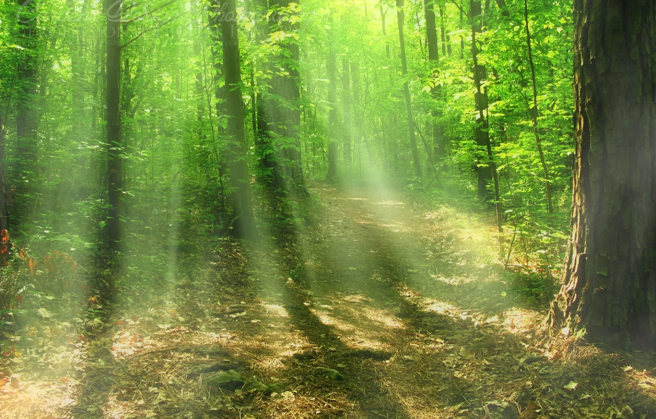 Фото обои лес, солнце, лучи, свет, деревья, природа, листва, forest