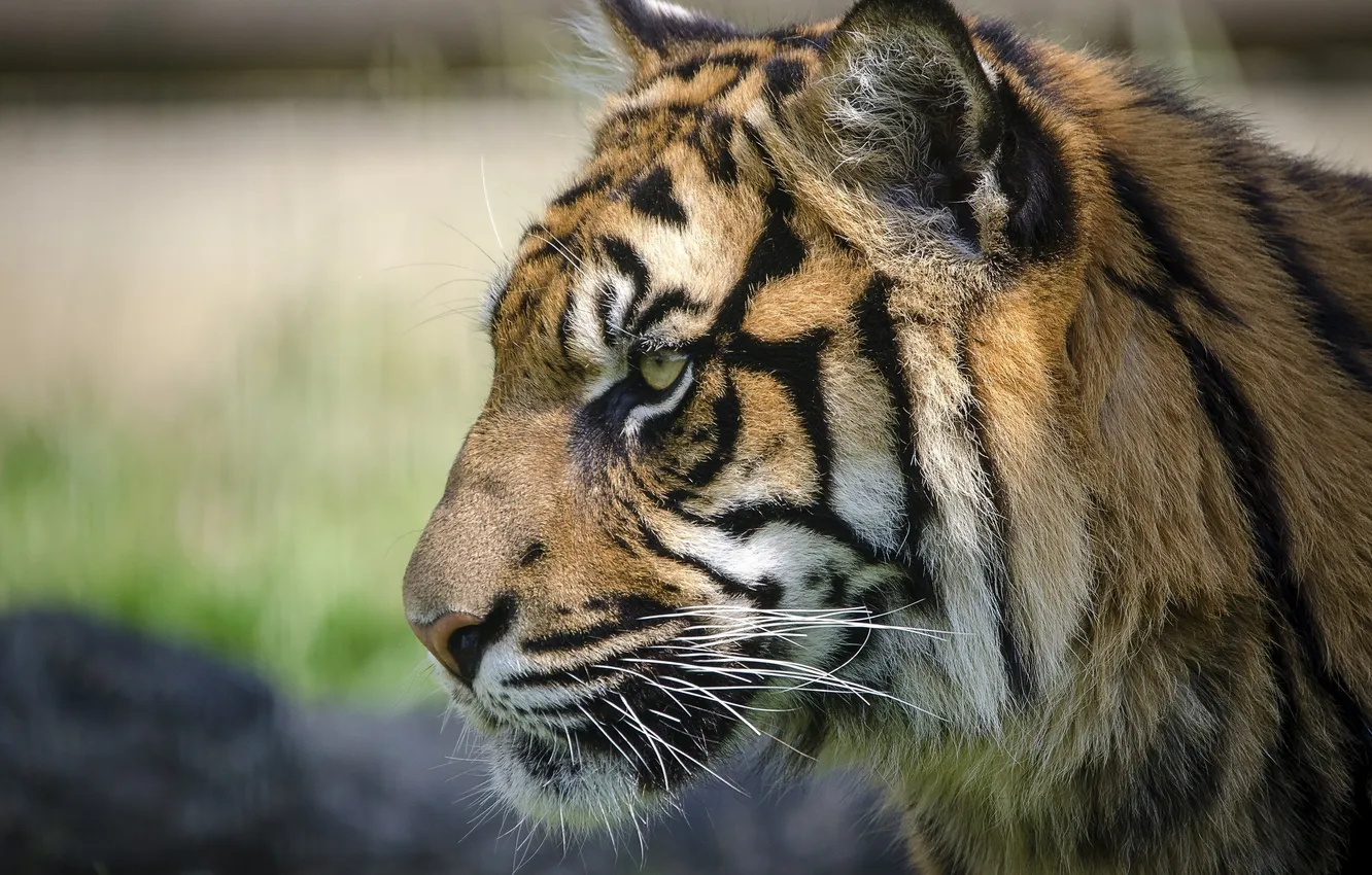 Фото обои морда, тигр, хищник, профиль, дикая кошка