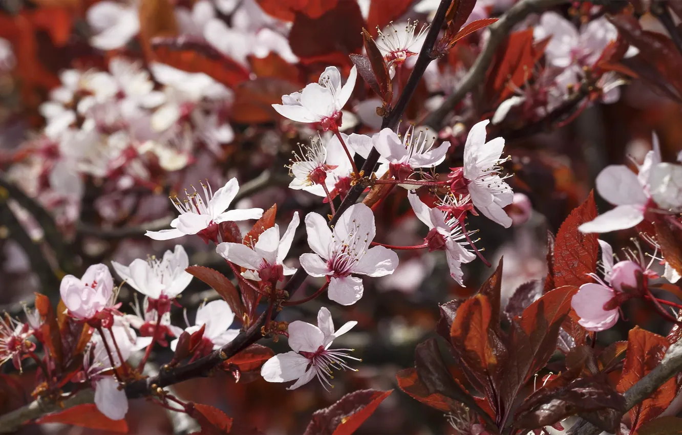 Фото обои весна, цветение, красные листья, красная слива