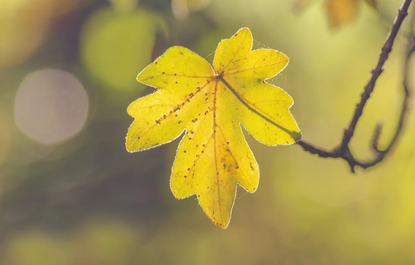 Фото обои autumn, leaf, sunny