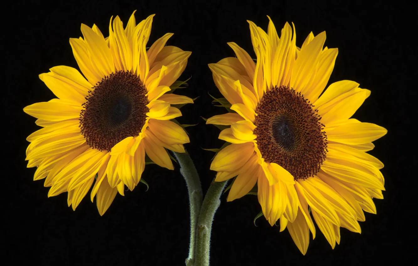 Фото обои flowers, plants, natura, bloom