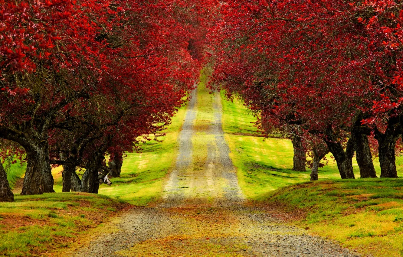 Фото обои дорога, осень, лес, листья, деревья, природа, время, парк