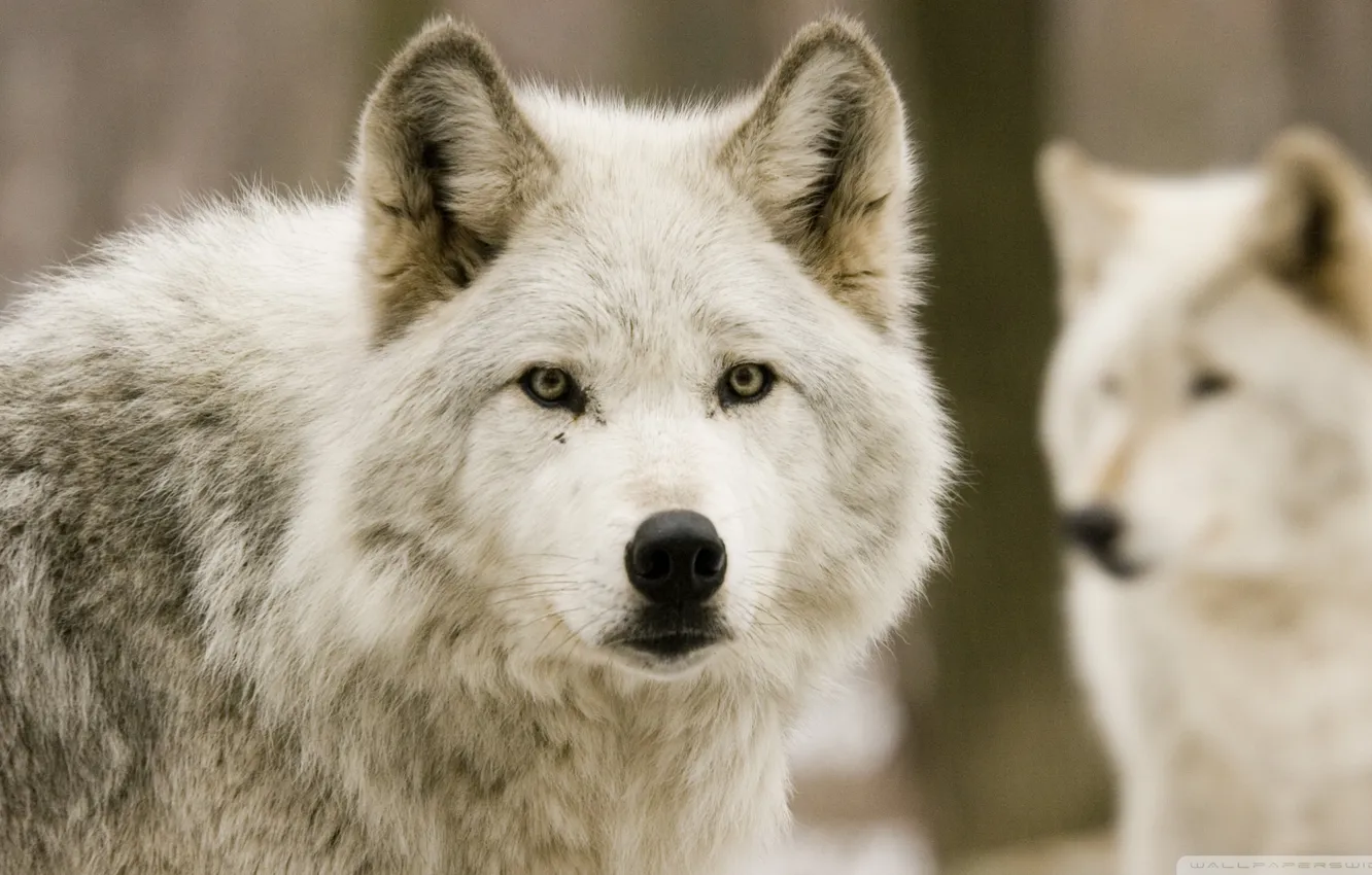 Фото обои nature, face, animal, wolf, wildlife, head, fur, mammal
