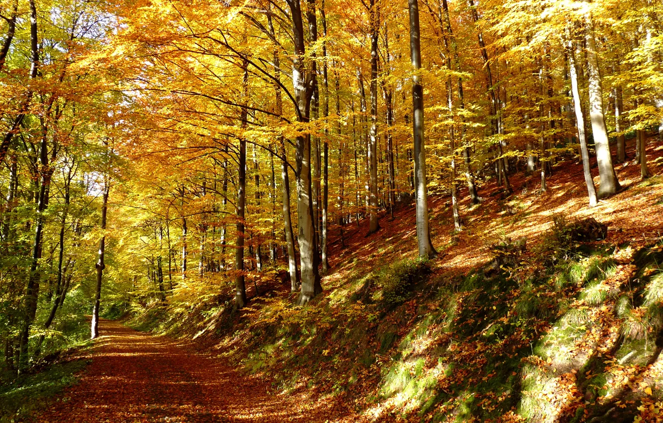 Фото обои лес, листья, деревья, тропа, Осень, forest, листопад, trees