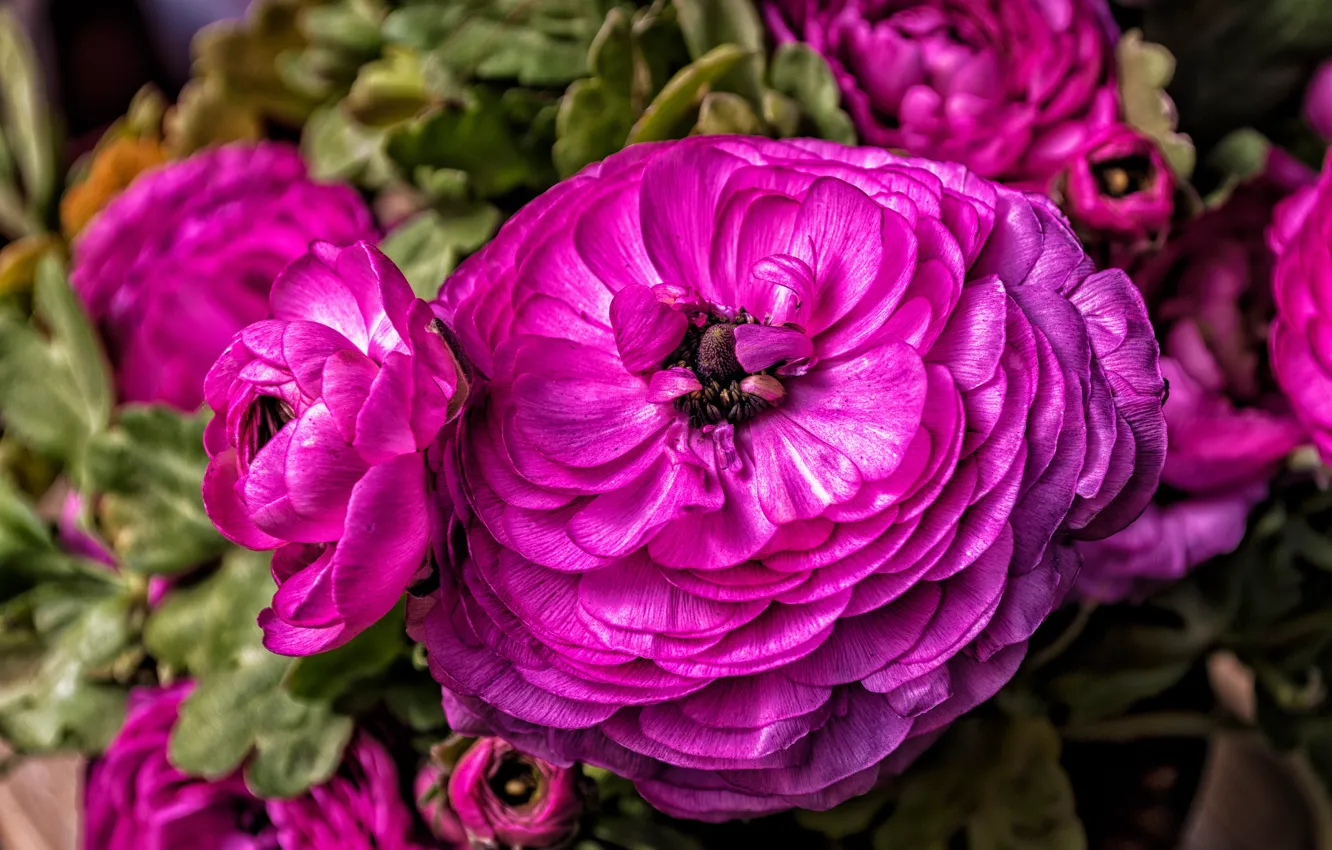 Фото обои цветок, макро, цветы, яркий, розовый, пышный, ранункулюс, ранункулюсы