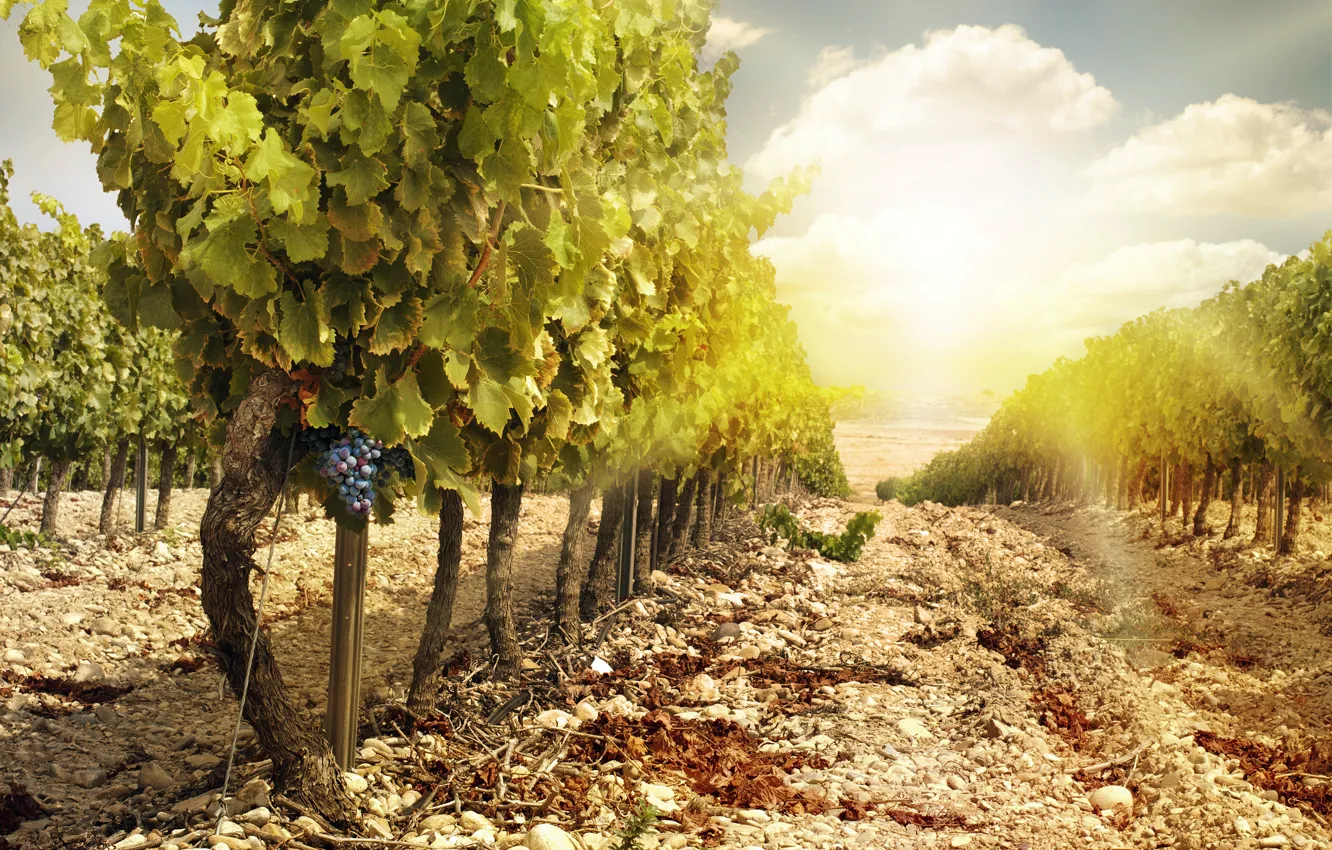 Фото обои пейзаж, природа, виноградник, грозди винограда