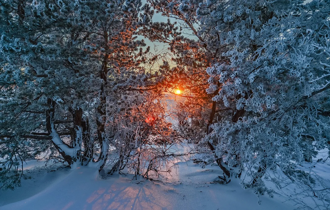 Фото обои зима, иней, снег, деревья, закат