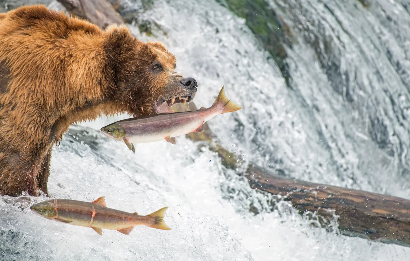 Фото обои рыбалка, водопад, рыба, медведь, Аляска, гризли, лосось