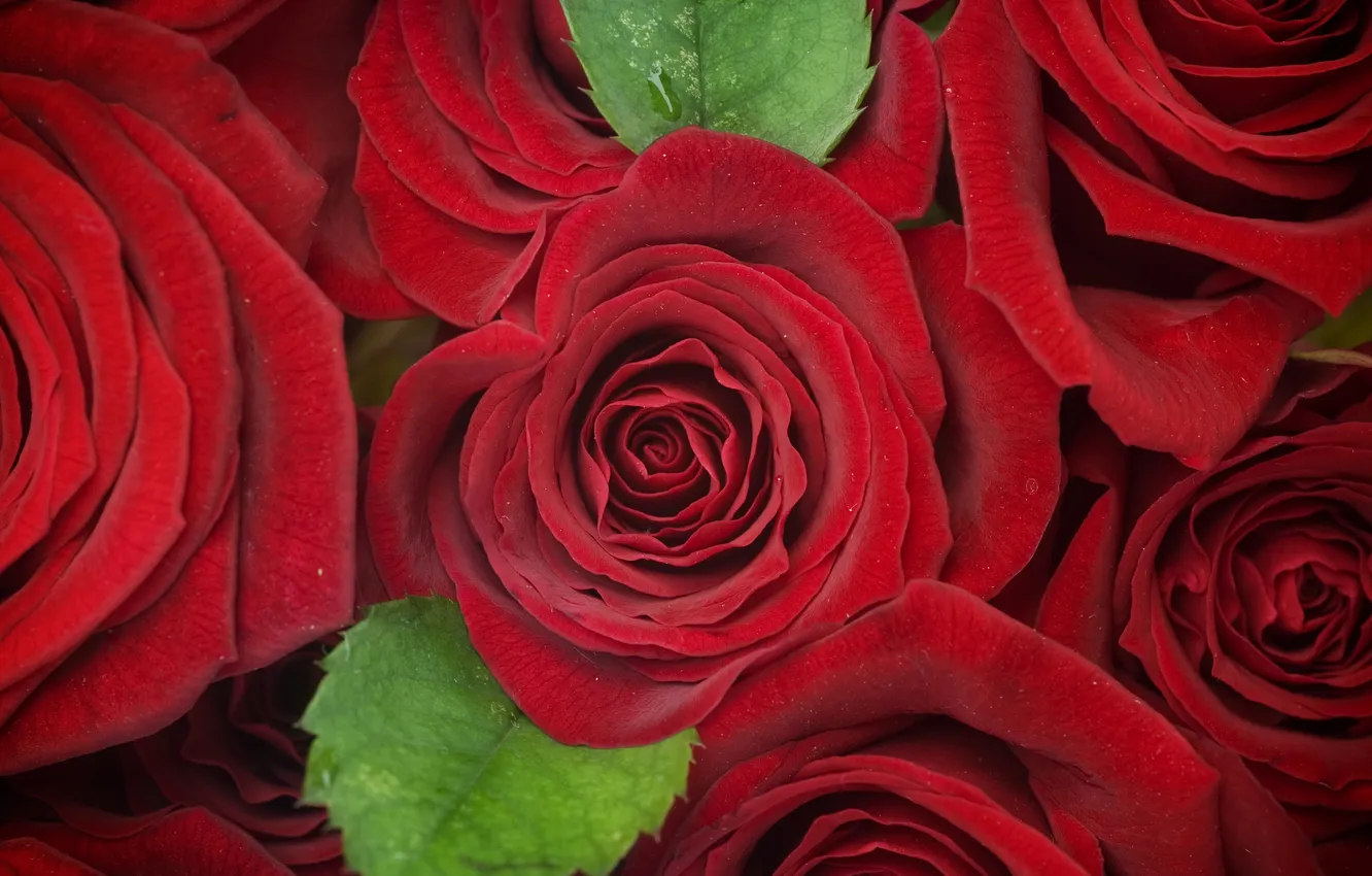 Фото обои цветы, зеленые листья, розы, red, rose, красная роза, flowers, roses