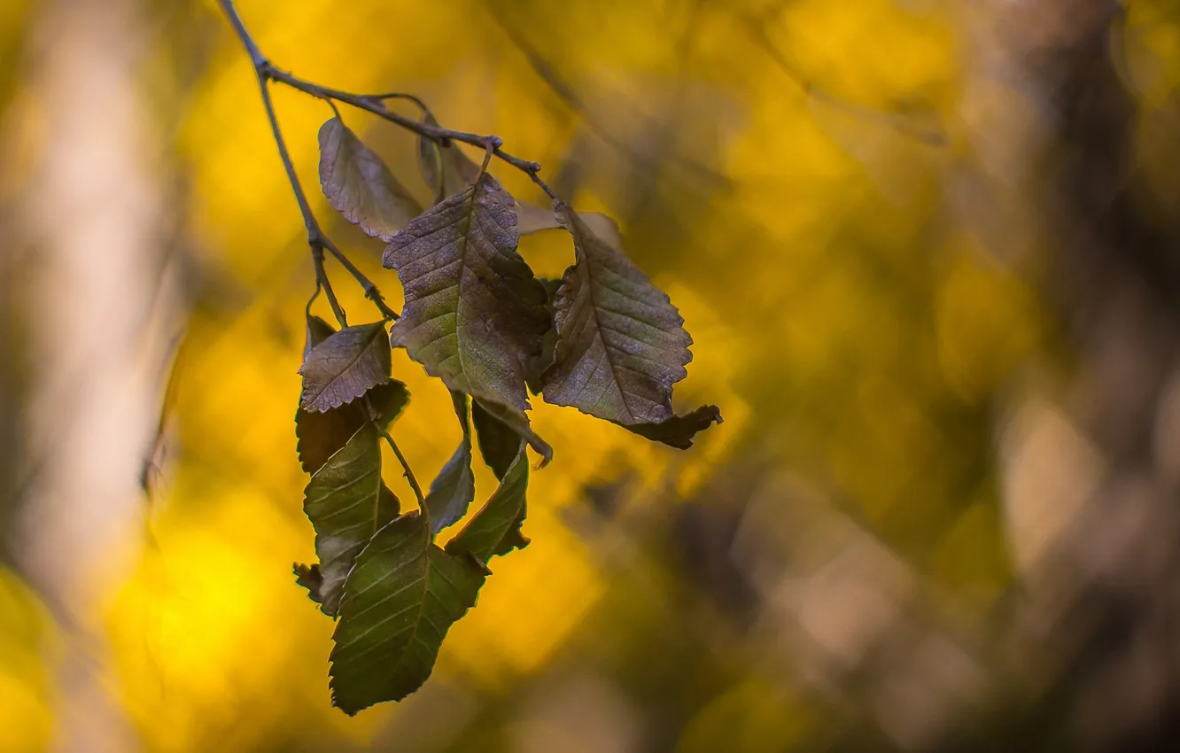 Фото обои осень, листья, боке
