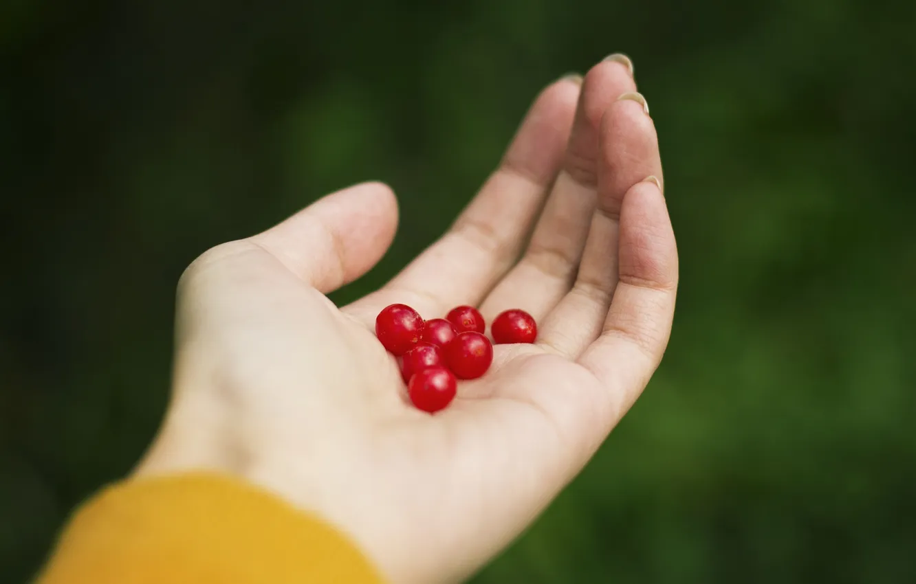 Фото обои ягоды, рука, пальцы