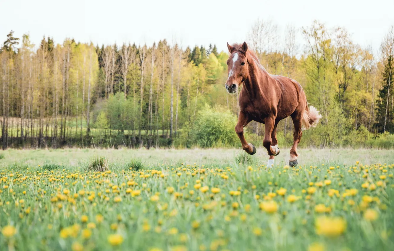 Фото обои поле, лето, конь