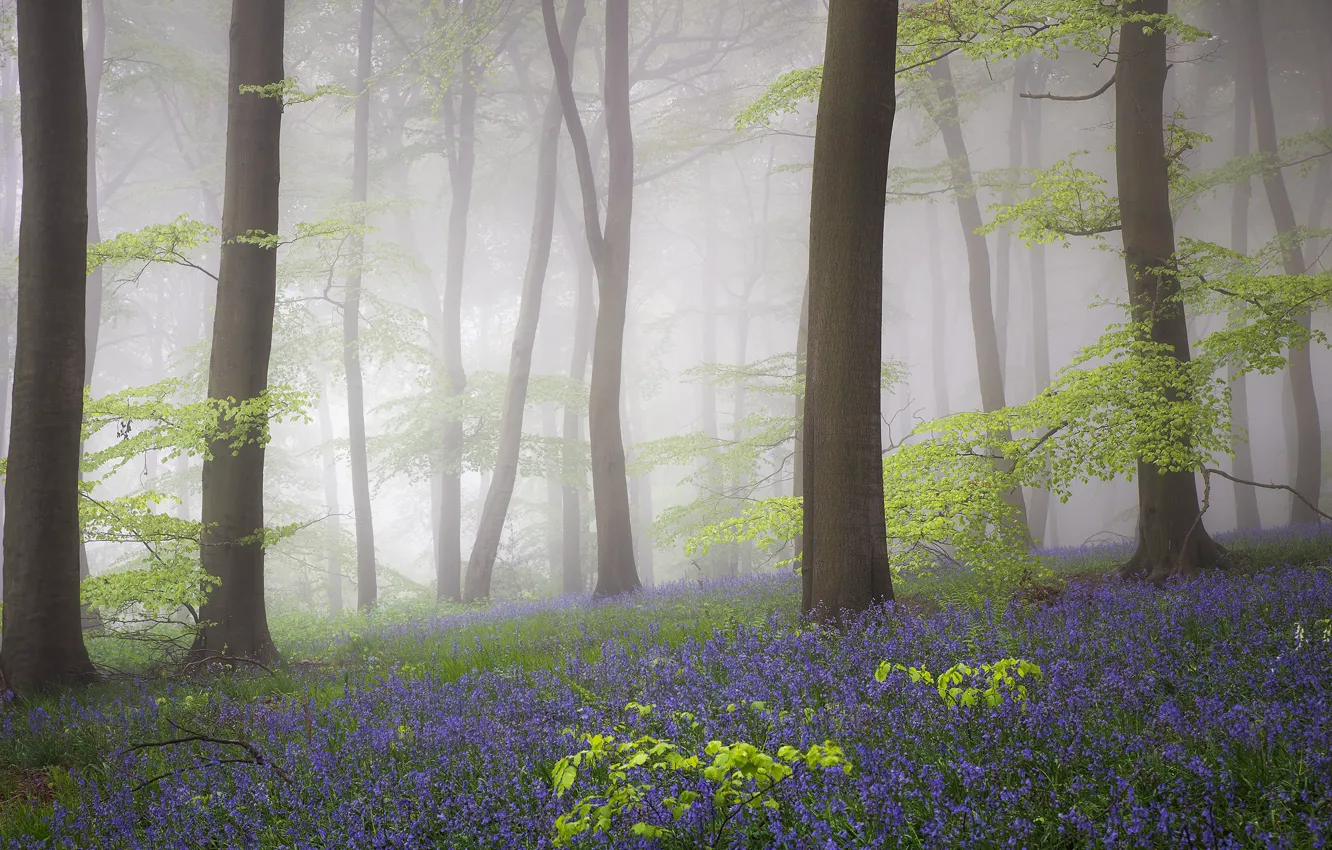 Фото обои лес, цветы, весна