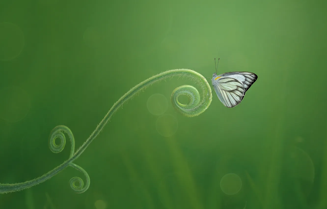 Фото обои макро, бабочка, зелёный фон