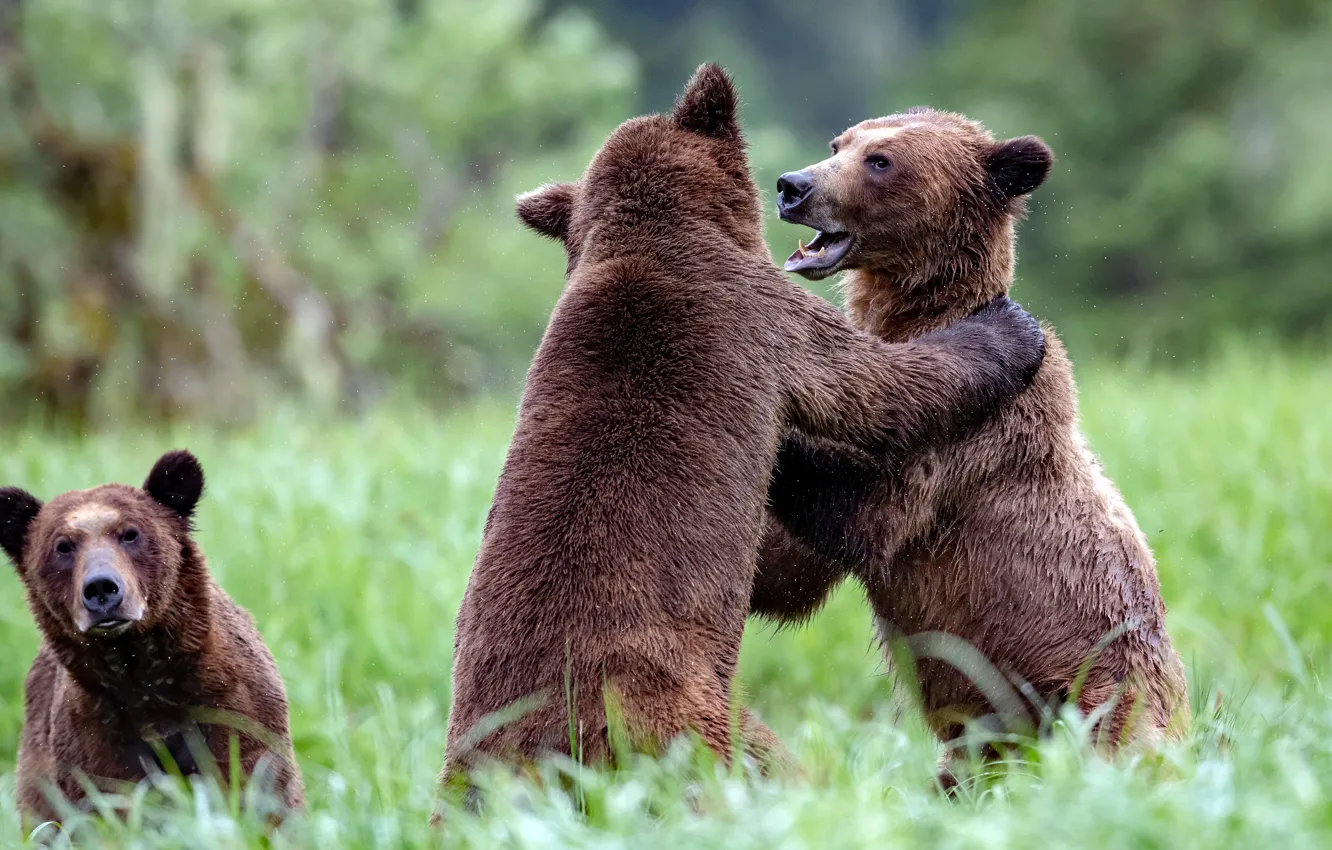 Фото обои трава, природа, поляна, игра, борьба, медведь, медведи, пара