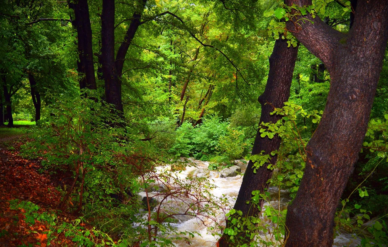 Фото обои Поток, Лес, Nature, Речка, River, Forest