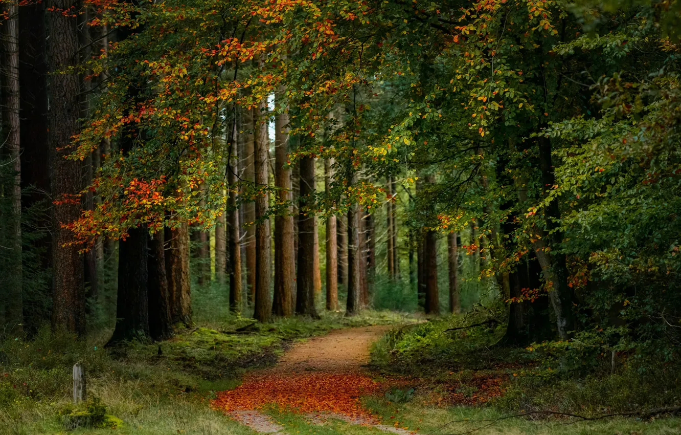 Фото обои дорога, осень, лес, деревья, Нидерланды