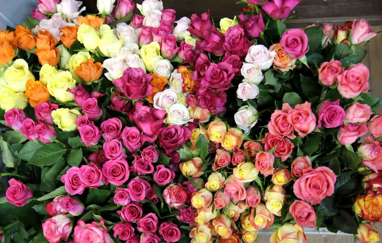 Фото обои цветок, цветы, природа, розы, букет, красивые