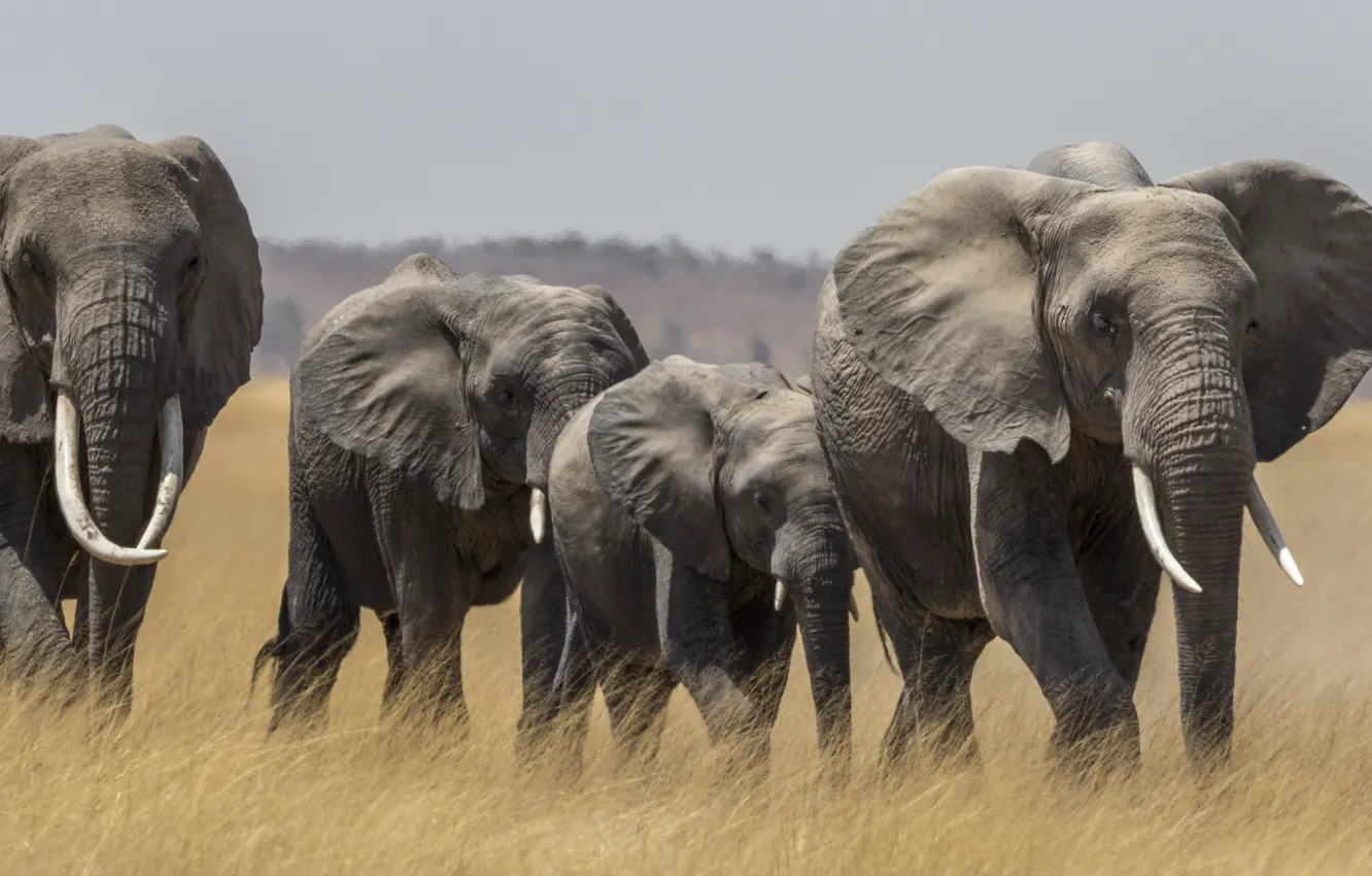 Фото обои саванна, Африка, слоны, стадо