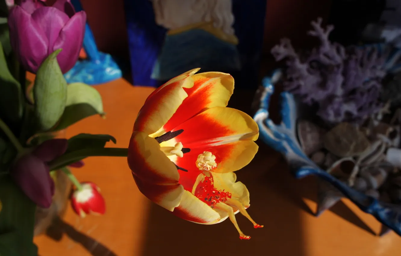 Фото обои цветы, тюльпан, фея