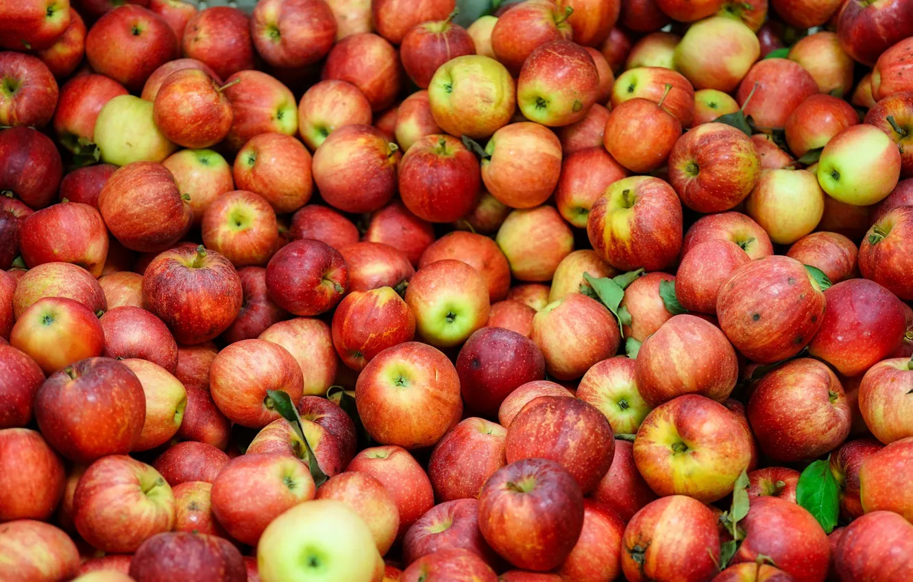 Фото обои яблоки, красные, россыпь, много