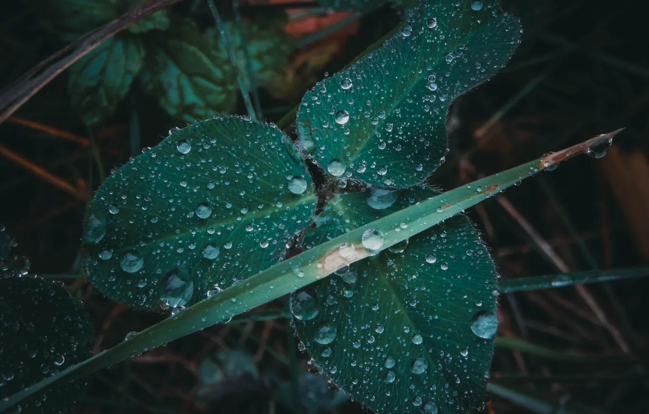 Фото обои осень, трава, капли, макро, дождь, клевер