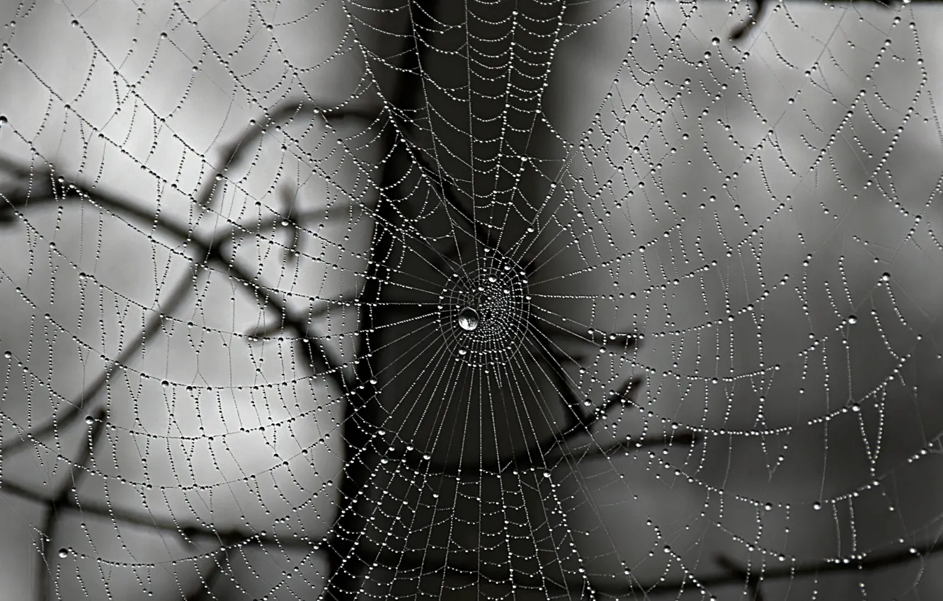 Фото обои Макро, Капли, Паутина, Macro, Drops