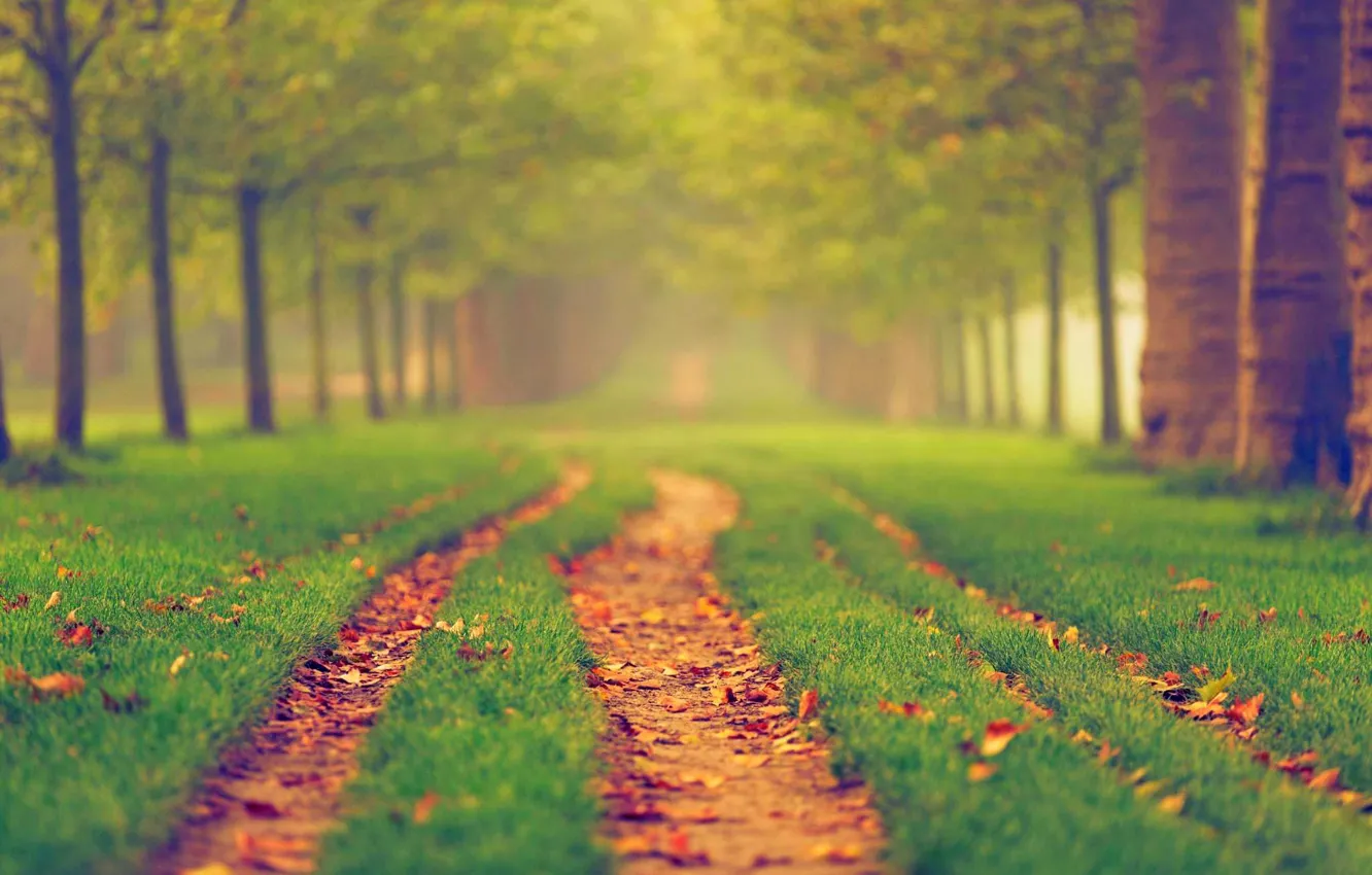 Фото обои дорога, осень, лес, листья, деревья, природа, парк, colors