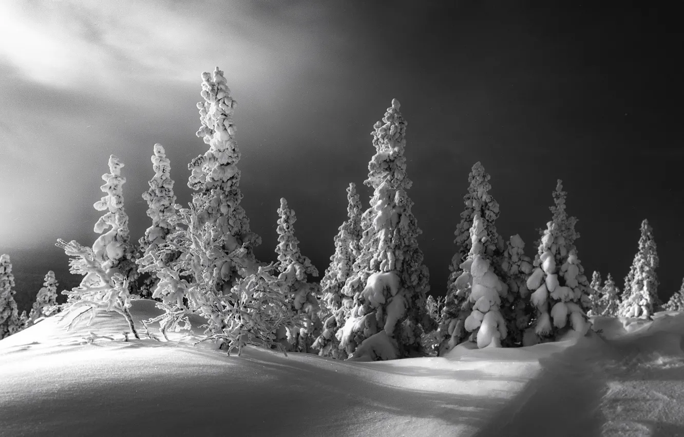 Фото обои зима, снег, деревья, пейзаж, тучи, природа, ели
