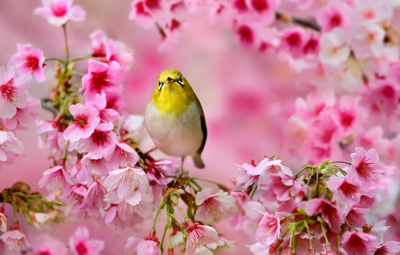 Фото обои цветы, дерево, весна, сакура, Птичка, розовые, Японская белоглазка