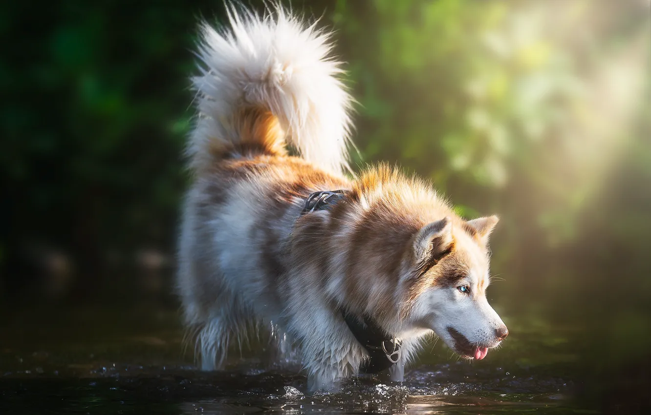 Фото обои река, друг, собака
