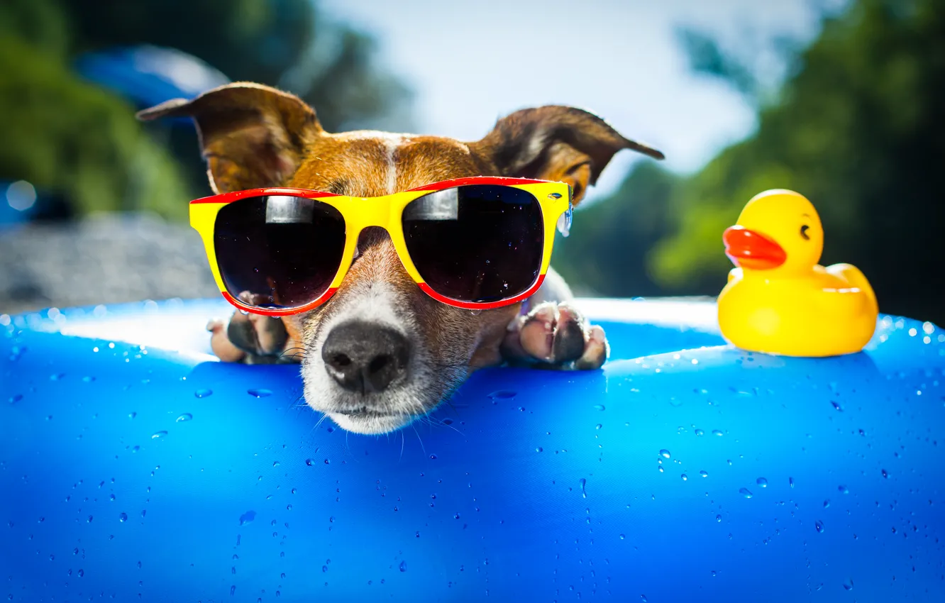 Фото обои морда, собака, утка, солнечные очки