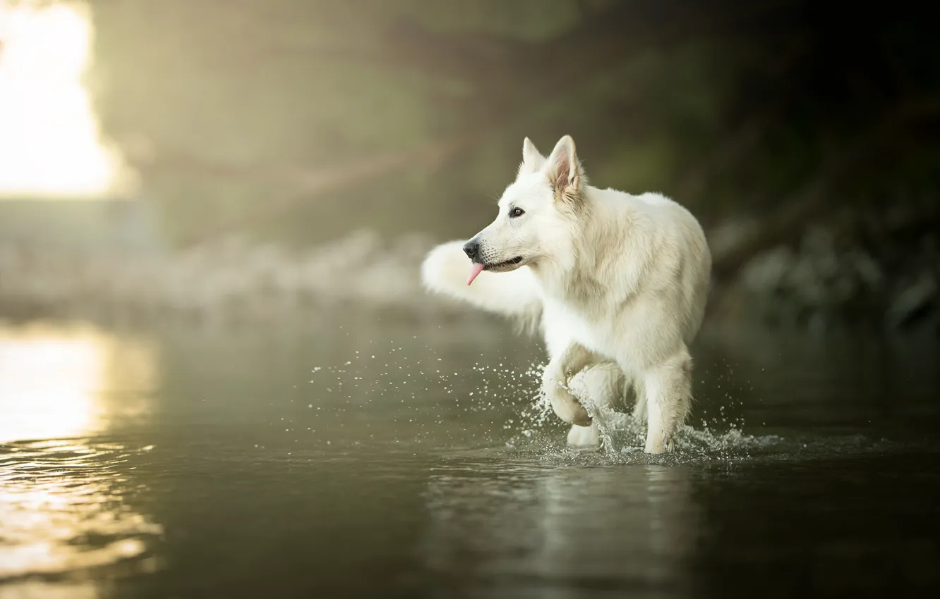 Фото обои вода, собака, боке
