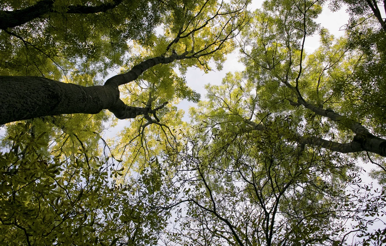 Фото обои green, forest, sky, trees, wood, leaves