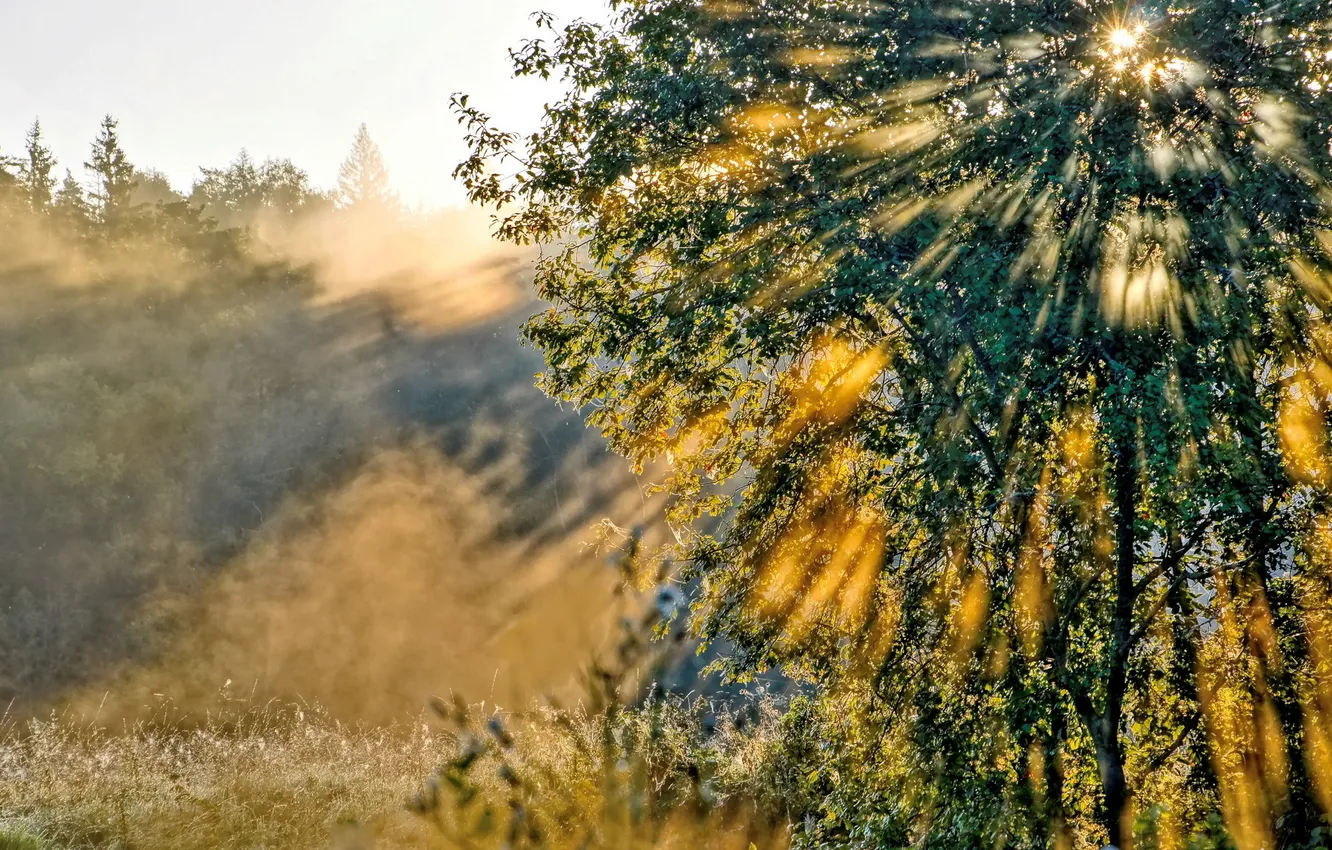 Фото обои лучи, свет, природа, дерево