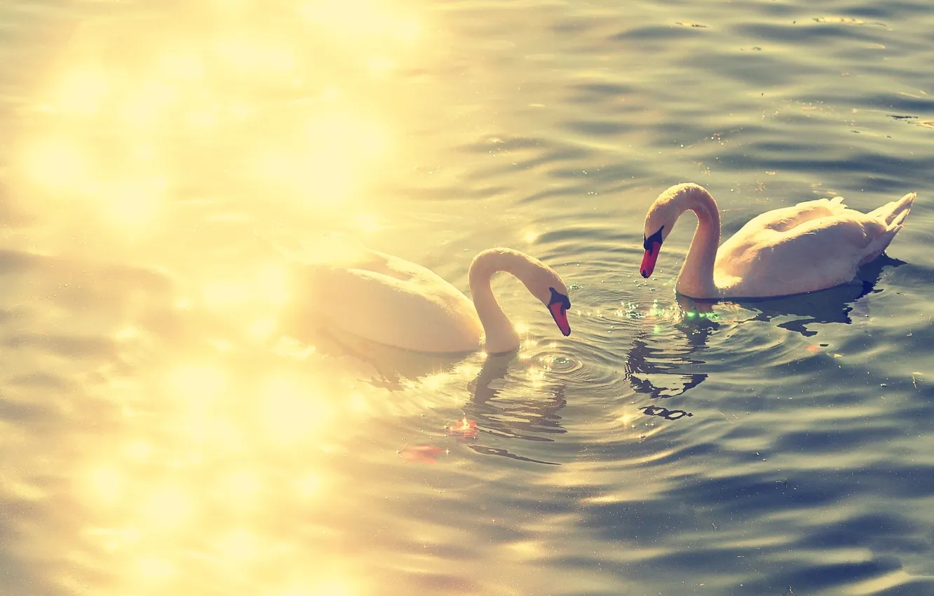 Фото обои вода, озеро, блики, Пруд, пара, лебеди