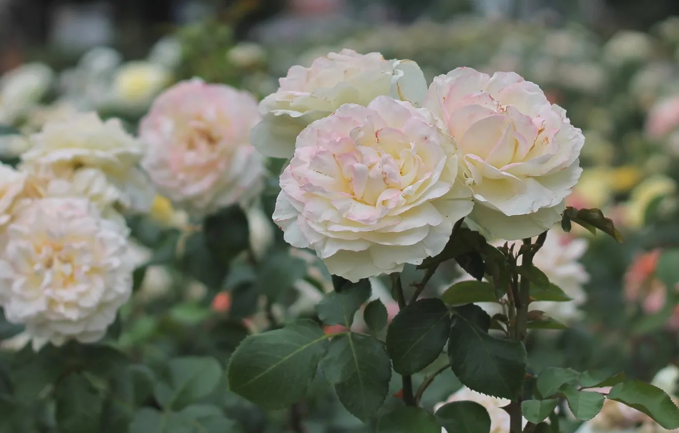 Фото обои розы, лепестки, белые