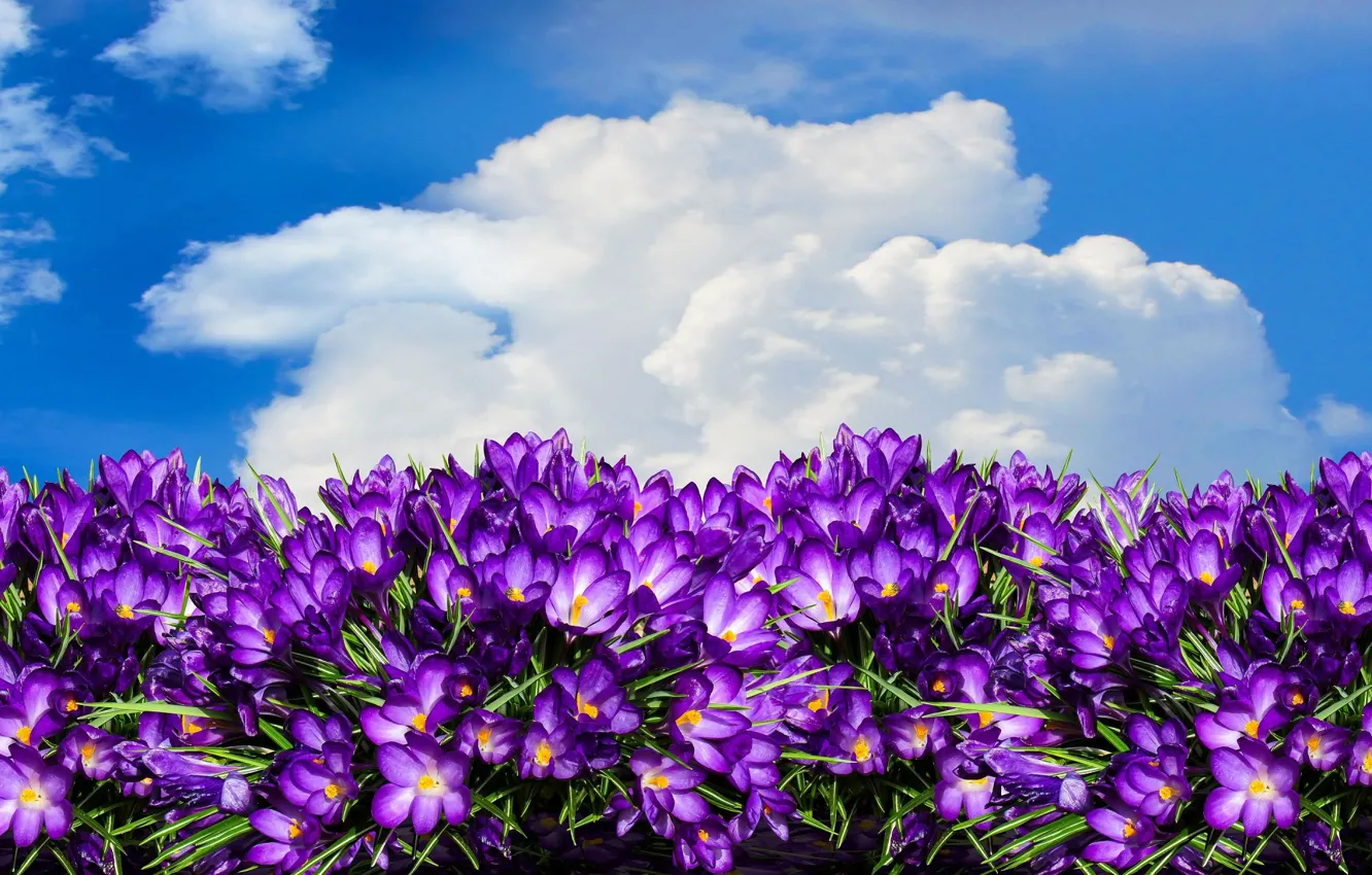 Фото обои небо, крокусы, букеты.весна