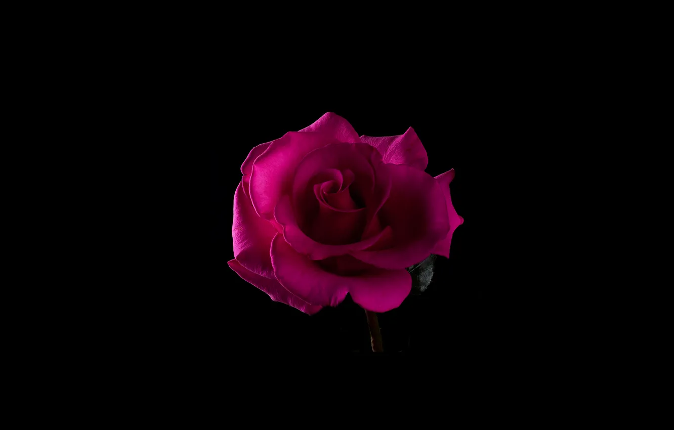 Фото обои цветок, свет, роза, тень, лепестки